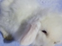 Teddy Lop Tavşanı Bebekler 35 Günlük