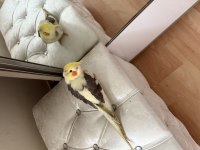 Üç Aylık Erkek Sultan Papağanı