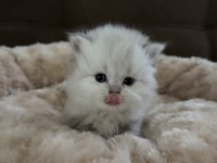 1 aylık yavru british longhair yavrular