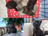 Sağlıklı British Shorthair Yavru Kedileri