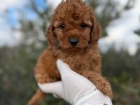 Erkek toy poodle süper kalite isteyene