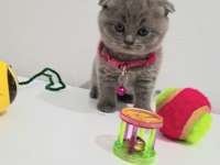 Bal Scottish Fold Kızım Teslime Hazır