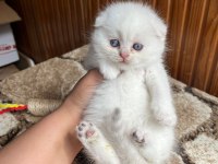 Scottish Fold Güzellik