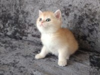 Miyavvvvv Ny11 Kedimiz