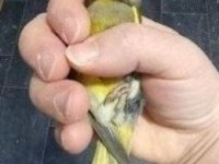 Yeme suya kafese alışık erkek & dişi florya kuşları