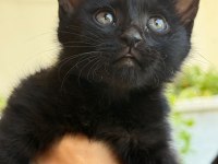 Kömür gibi kedimize acil yuva