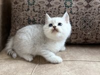 Wcf Kayıtlı Full Şecereli British Shorthair - Elite Soy Hattı