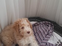 Maltipoo sıfır numara