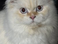 Erkek british longhair