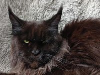 Harika Sağlıklı Yavru Maine Coon Kedimiz