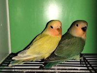 Yavru Sevda Papağanı Evcildir