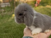 Hollanda blue lop tavşanları ve beyaz mavi gözler