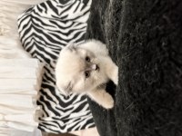 Teslime Hazır Scottish Fold Pamuk Gibiler