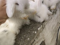 Safkan Hollanda Lop Tavşanı Bebekler
