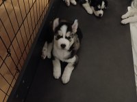 40 Günlük Husky Yavruları