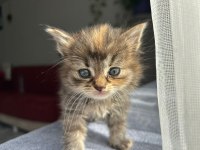 2 Aylık Yavru Dişi British Longhair