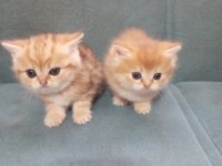 Scottish Straight Yavrusu