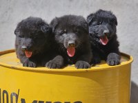 Safkan Working Solid Black Alman Kurdu