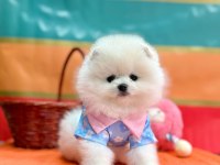 Safkan Pomeranian Boo Yavru Köpeklerimiz