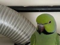 Erkek Pakistan Papağanı