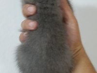 A Kalite British Shorthair Bebekler