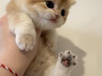 Safkan british golden longhair shorthair ny12 yavrular