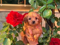 Üst Kalite Maltipoo Yavrularımız