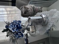 Akıllı Kedimiz British Shorthair Hera