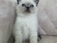 Ayı Surat Top Kafa Erkek British Shorthair Bebiş