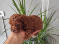 Toy Poodle Bebişler