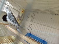 Wifi Erkek Sultan Papağanı