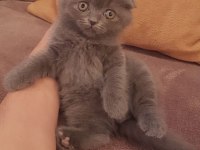 Scottish Fold Yavrularımız