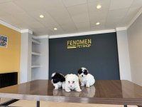 Mükemmel ırk morkie yavrularımız ankara mağazamızda görün