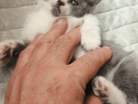 British Shorthair Yavru 50 Günlük