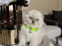 Scottish Fold Bluepoint