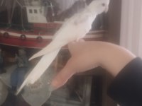 45 Günlük Sultan Papağanı Yavrular