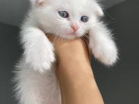 Maviş yavru 35 günlük erkek kedimiz kar tapu