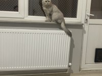 Kedimiz Ücretsizdir Ömürlük Yuva