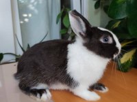 Hollanda Cücesi Tavşan Eşli Yada Tek Olarak Siyah Beyaz