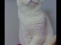 Muhteşem Kan Hattına Sahip British Shorthair Bebeklerim