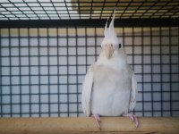 6-7 Aylık Dişi Sultan Papağanı