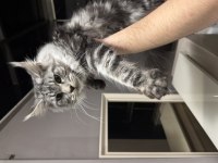 Maine coon 10 aylık minik dev