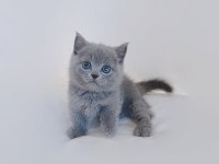 British Shorthair Tatlı Kediler