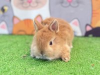 Cüce Tavşan Yavruları Gönderim Yapılır