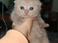 Rezerveye Açık Yavru Kedilerimiz