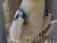 Yavru Yetişkin Sultan Papağanı