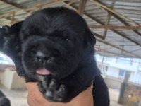 Orjinal Cane Corso Yavrular