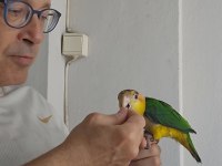 7 Aylık Bebek Caique