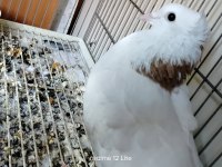 Satılık Her Çeşit Güvercinler Yavru Yumurta Muayer