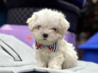 Mini Boy Maltese Yavrular